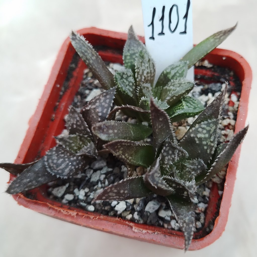 1101 Haworthia Kegazato X Picta Japan X Haworthia Yulia F2 весь