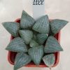 1122 Haworthia bayeri -Japan-