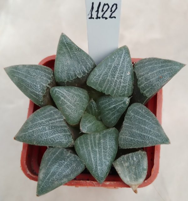 1122 Haworthia bayeri -Japan-