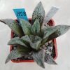 1128 Haworthia hybrid