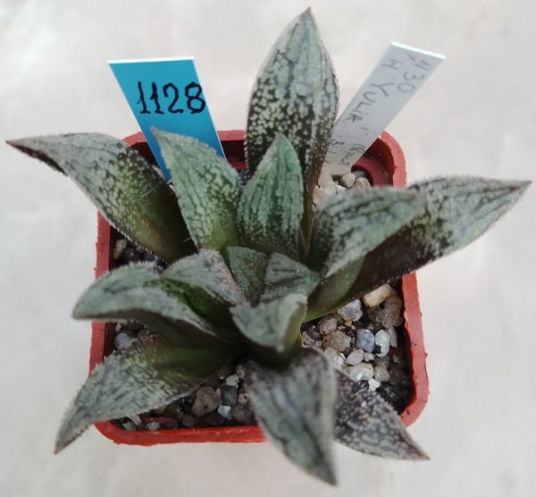 1128 Haworthia hybrid