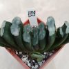 1129 Haworthia truncata