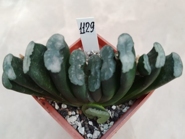 1129 Haworthia truncata