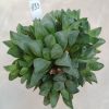 1133 Haworthia pygmaea