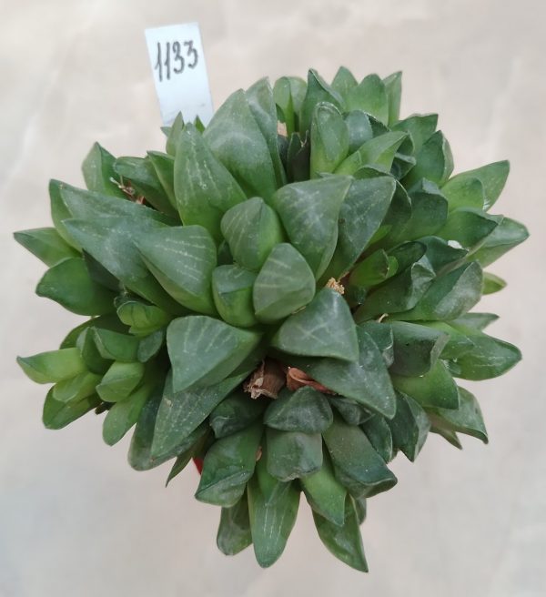 1133 Haworthia pygmaea