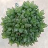 1134 Haworthia cooperi hybrid