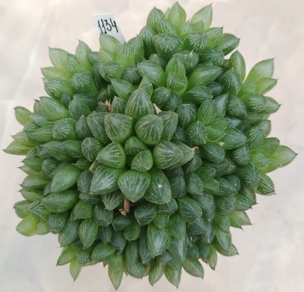 1134 Haworthia cooperi hybrid