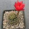 25 Lobivia schieliana