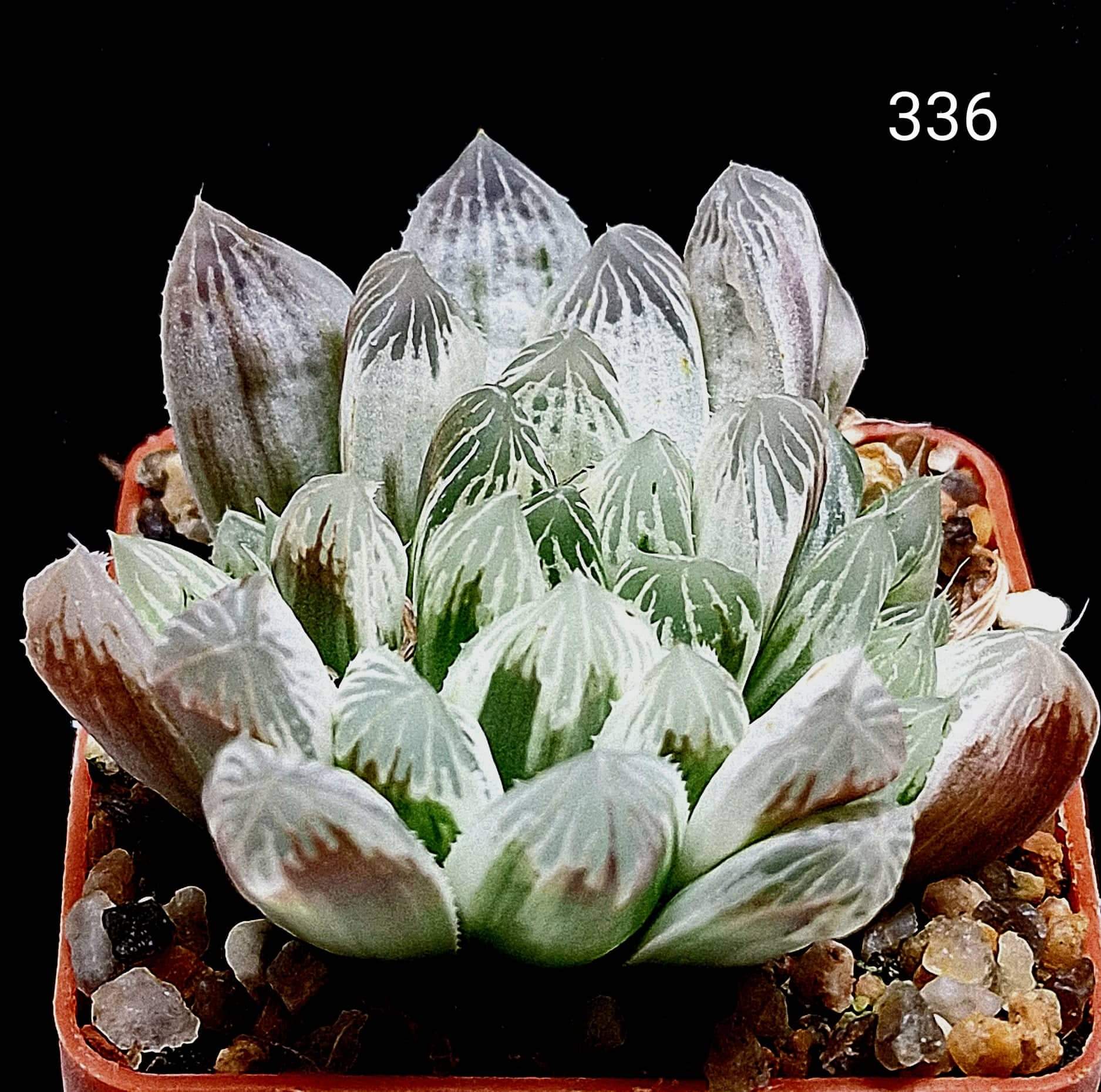 Haworthia Cooperi Fa Variegata Obtusa Silver Swirl Rsa X Cactus Shop