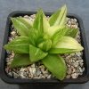 34 Haworthia cymbiformis variegata