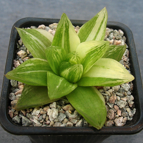 Haworthia Cymbiformis Variegata Cactus Shop