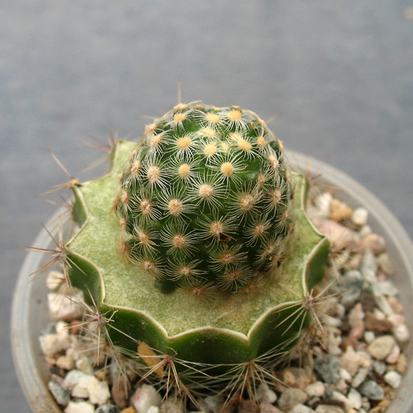 Mammillaria goldii MH 30
