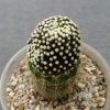 42 Mammillaria luethyi