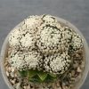 43 Mammillaria luethyi