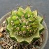 45 Astrophytum asterias Lizard Skin variegata