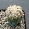 46 Astrophytum asterias kikko snow