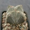 50 Astrophytum myriostigma cv. Onzuka