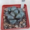 787 Haworthia springbokvlakensis ‘Crystal Ball’