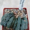 792 Haworthia truncata -Japan- VVG11