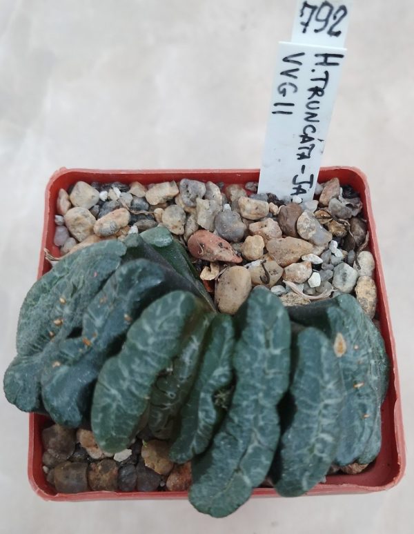 792 Haworthia truncata -Japan- VVG11