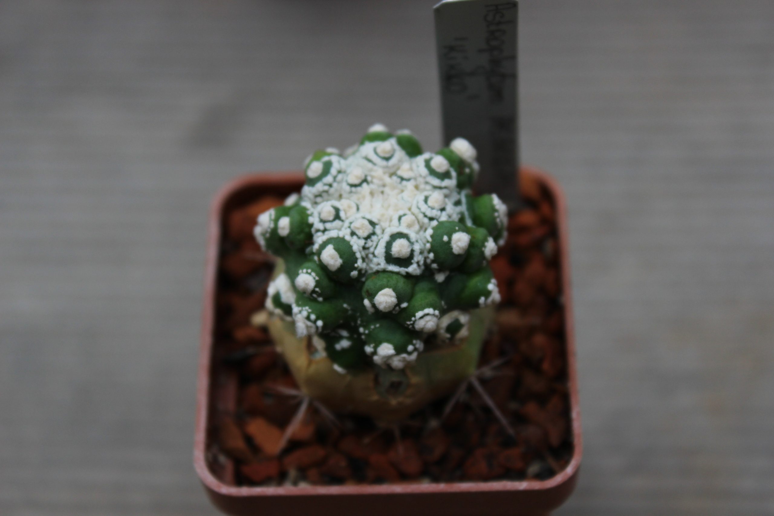 Astrophytum asterias ‘Kikko’ — Cactus-shop