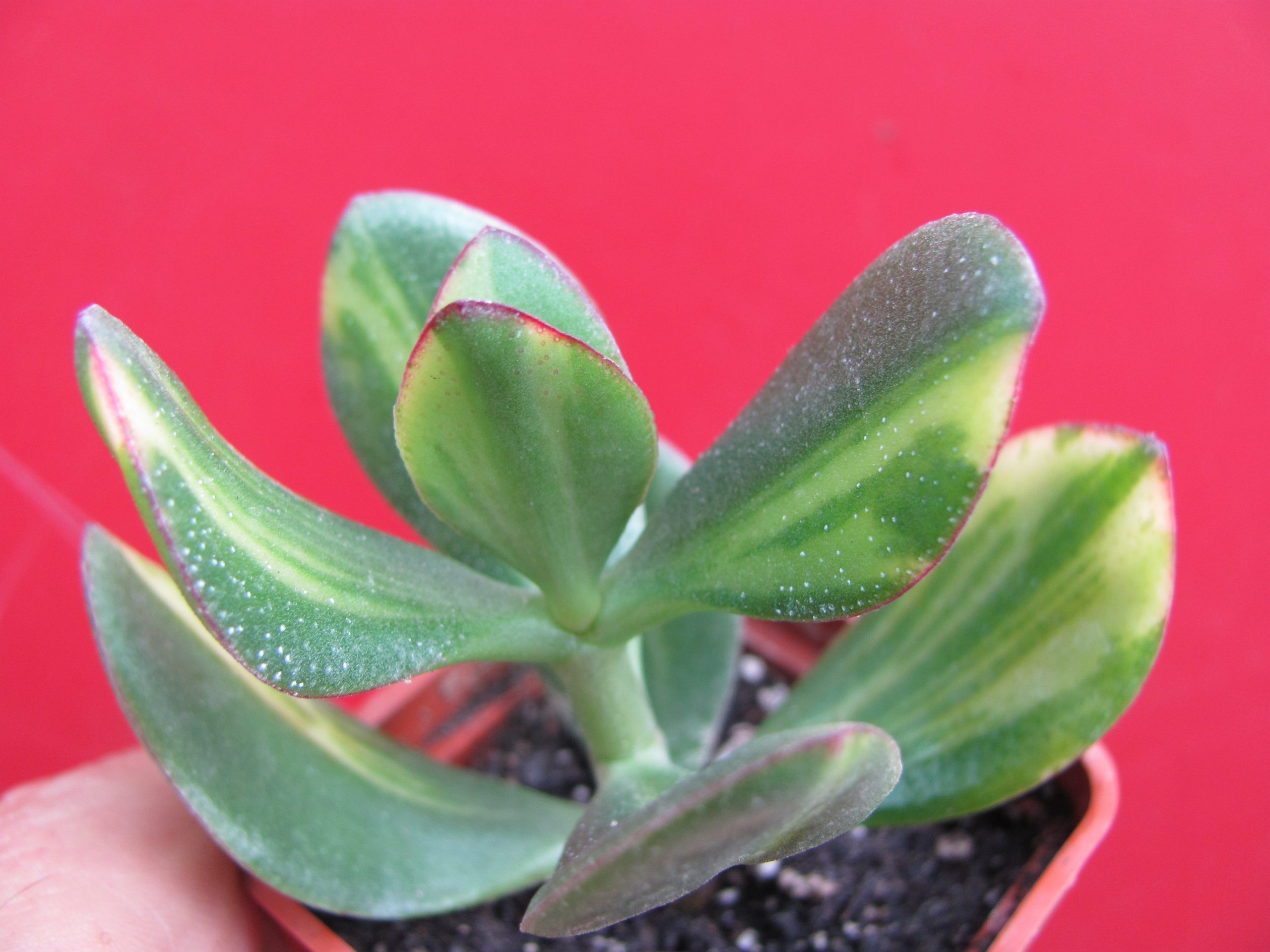 Crassula Solana Cactus shop