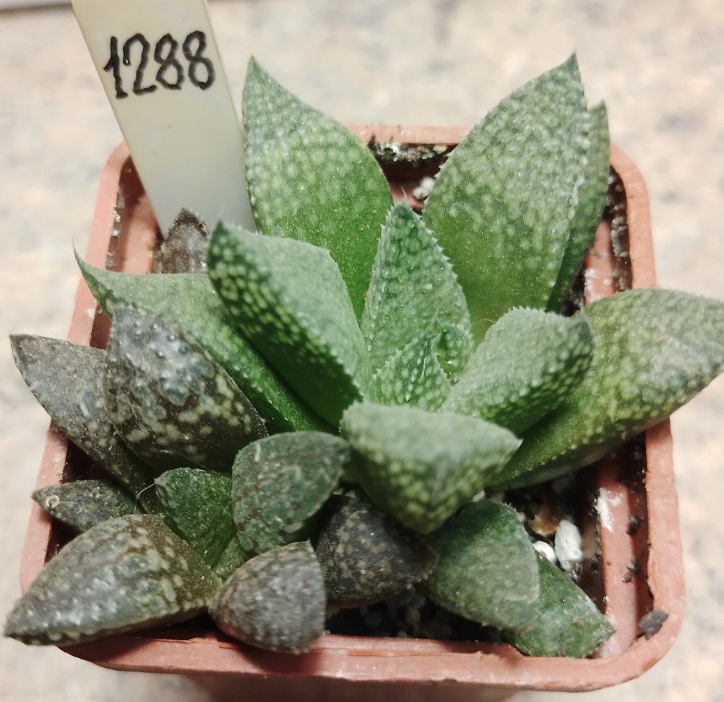 1288 Haworthia Reticulata X Kegazato весь горшик — Cactus Shop