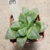 1293 Haworthia comptoniana ‘ Mini Suca’