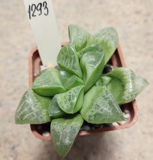 1293 Haworthia comptoniana ‘ Mini Suca’