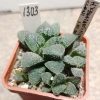 1303 Haworthia ‘Kegazato’ x picta clon1