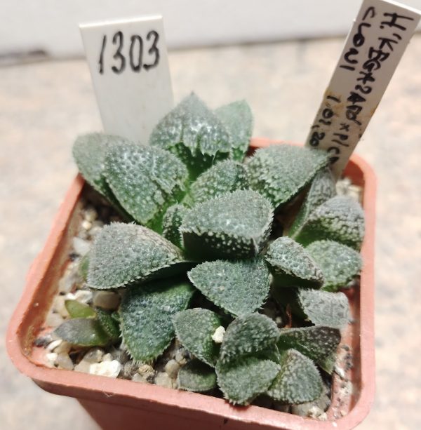 1303 Haworthia ‘Kegazato’ x picta clon1