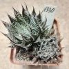 1330 Haworthia arachnoidea