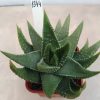 1344 Haworthia kingiana