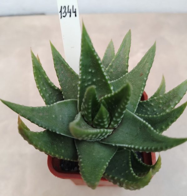 1344 Haworthia kingiana