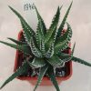 1346 Haworthia fasciata f.variegata