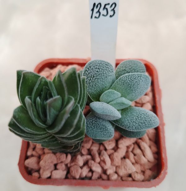 1353 Crassula