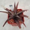 1357 Haworthia woyllei