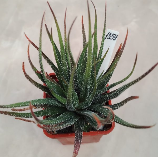 1359 Haworthia radula