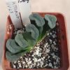 1364 Haworthia truncata -Japan- VVG5