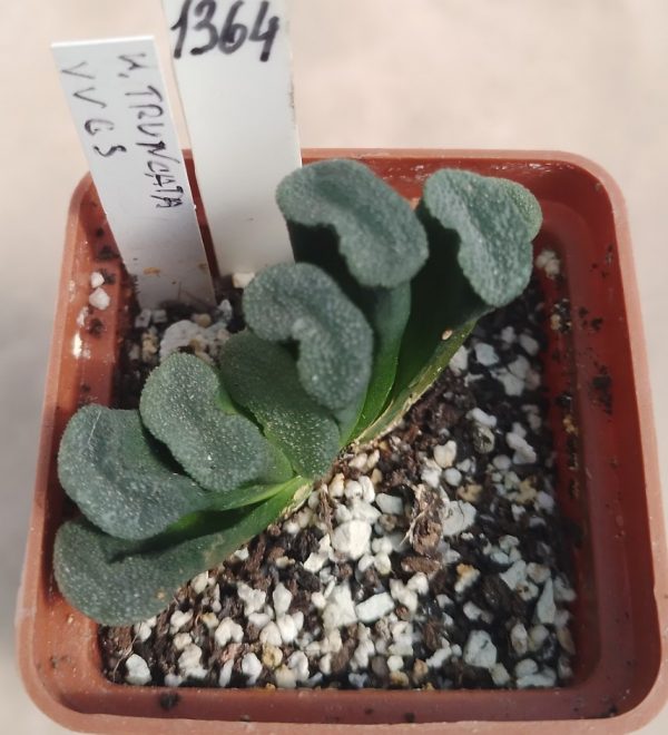 1364 Haworthia truncata -Japan- VVG5