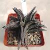 1370 Haworthia ‘Kintakyo’