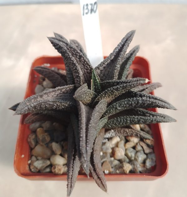 1370 Haworthia ‘Kintakyo’