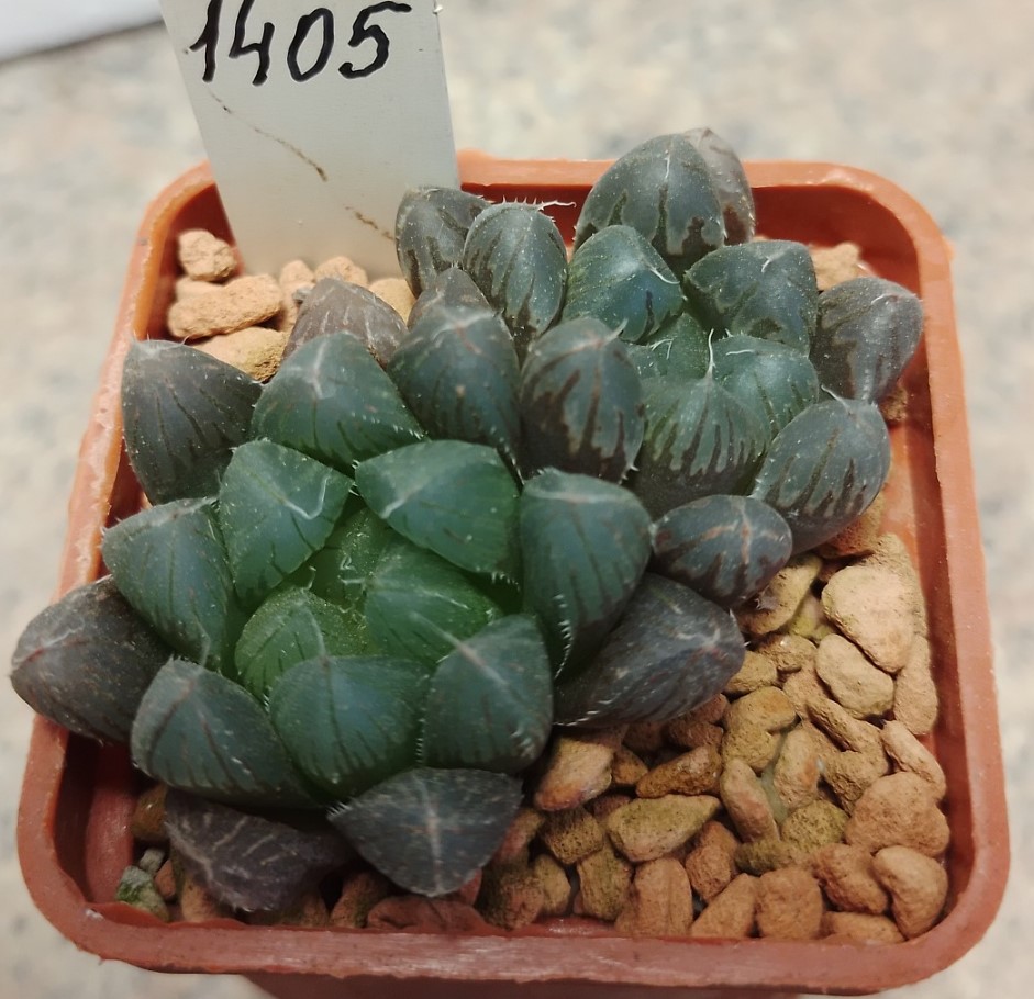 1405 Haworthia Cooperi Hybrid Cactus Shop   1405 Haworthia Cooperi Hybrid 