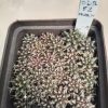 1425 Gymnocalycium mahanovichii f. variegata mix