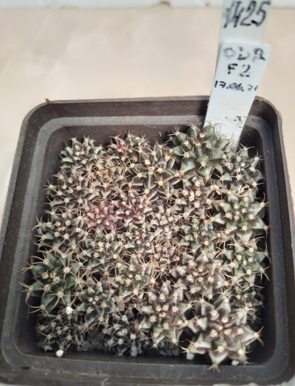 1425 Gymnocalycium mahanovichii f. variegata mix