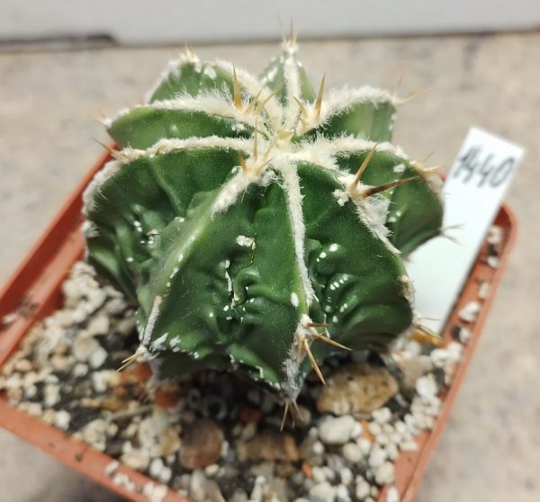 1440 Astrophytum ornatum ‘Fukuryu’ власні корені