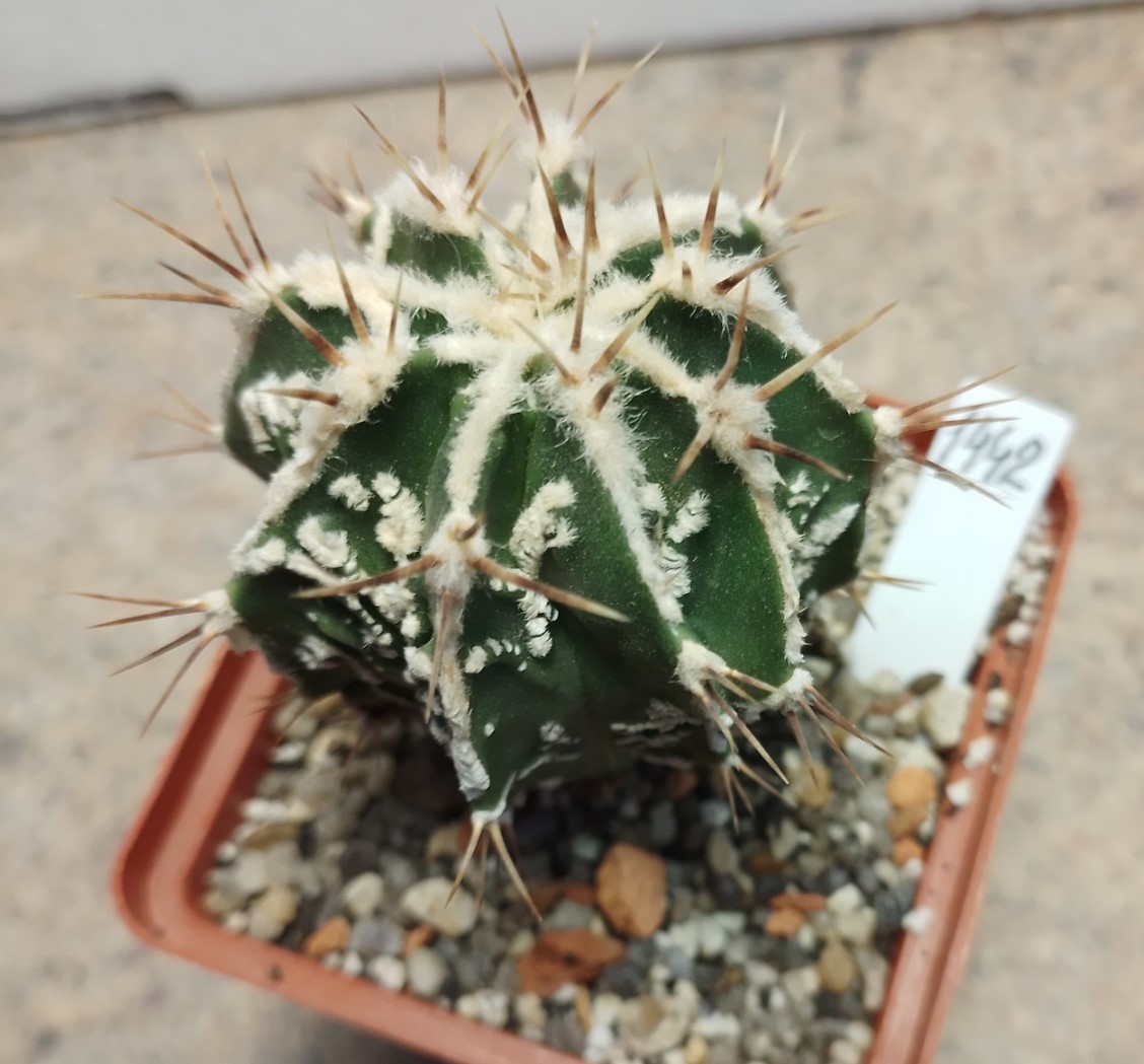 Astrophytum Ornatum Fukuryu Cactus Shop