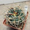 1492 Gymnocalycium cardenasianum