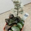 1495 Haworthia truncata — Japan- + ‘Chocolad’ + Kalanchoe rhombopilosa