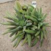 1555Crassula hirta _